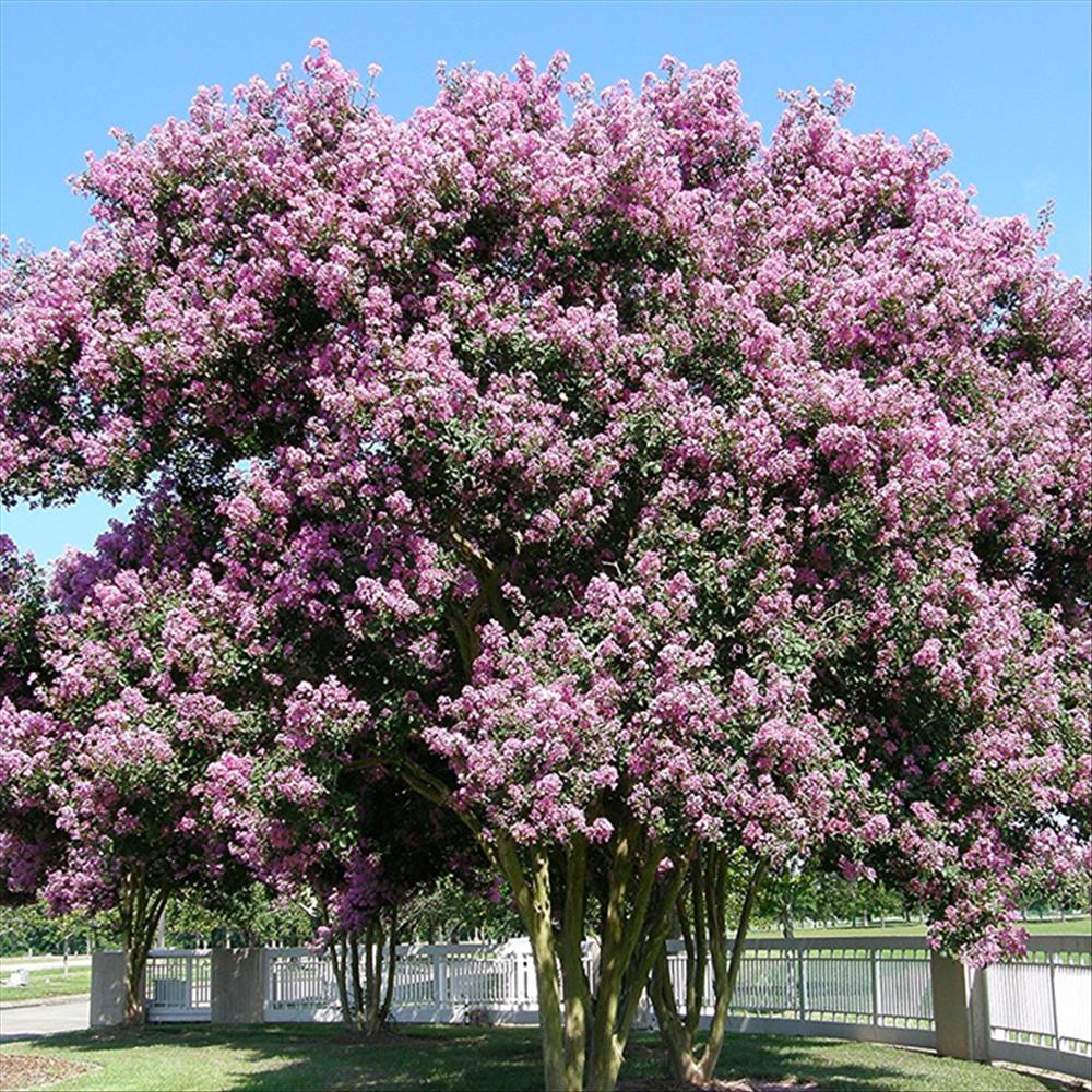 Amazing Crapemyrtle!