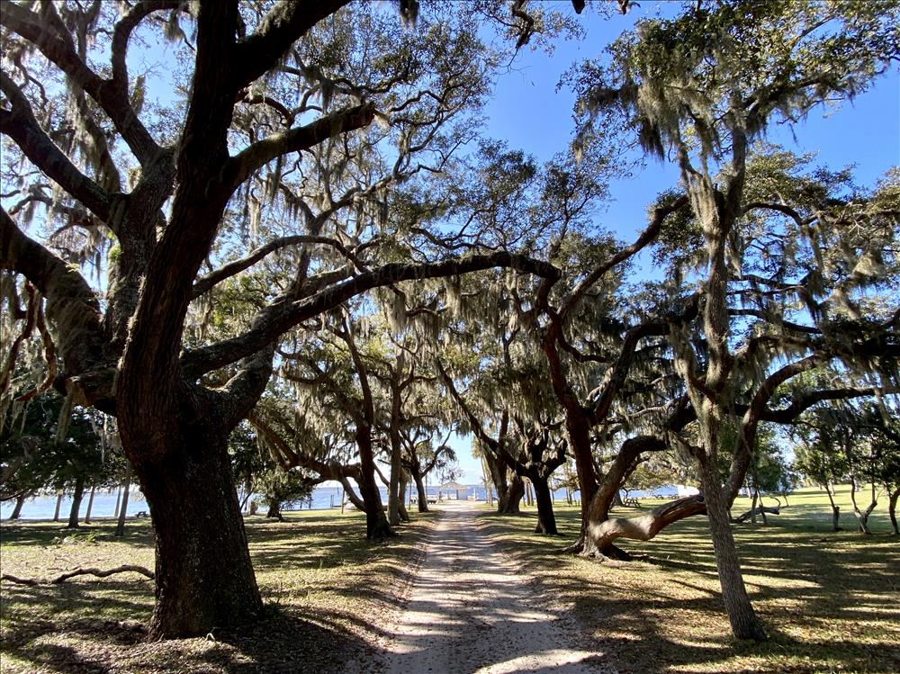 Live Oak Allee