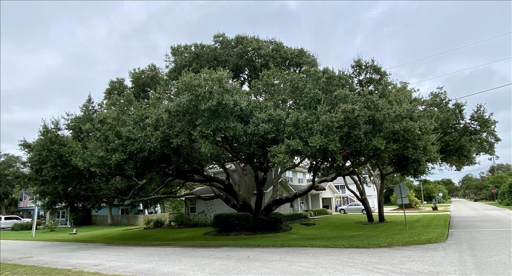 Amazing Oak!