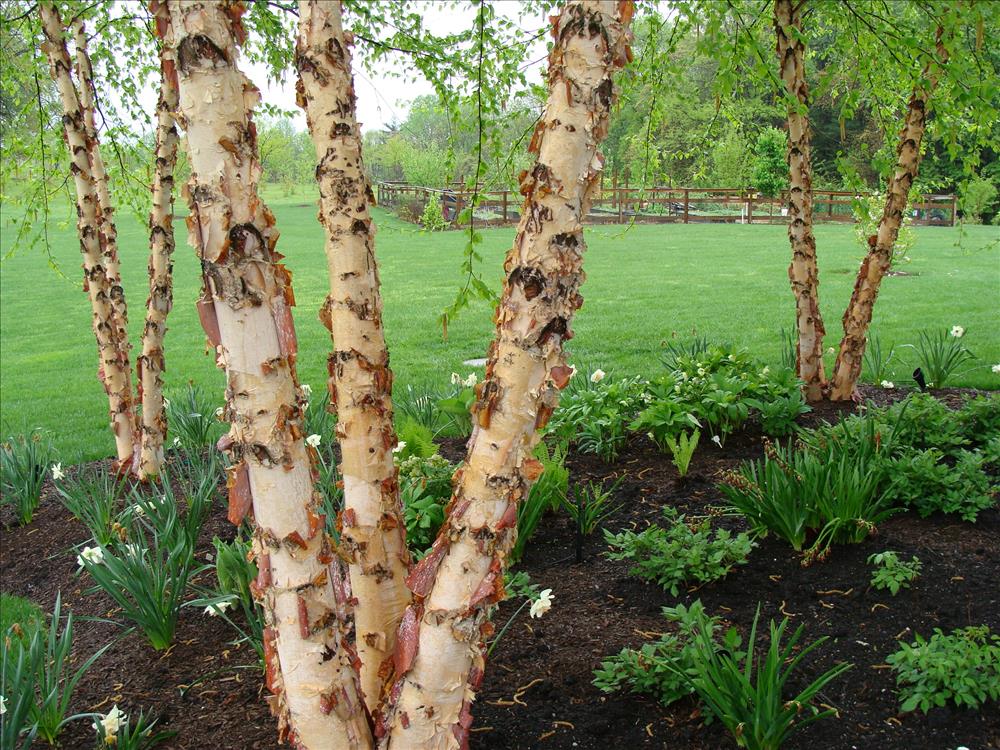 Amazing bark