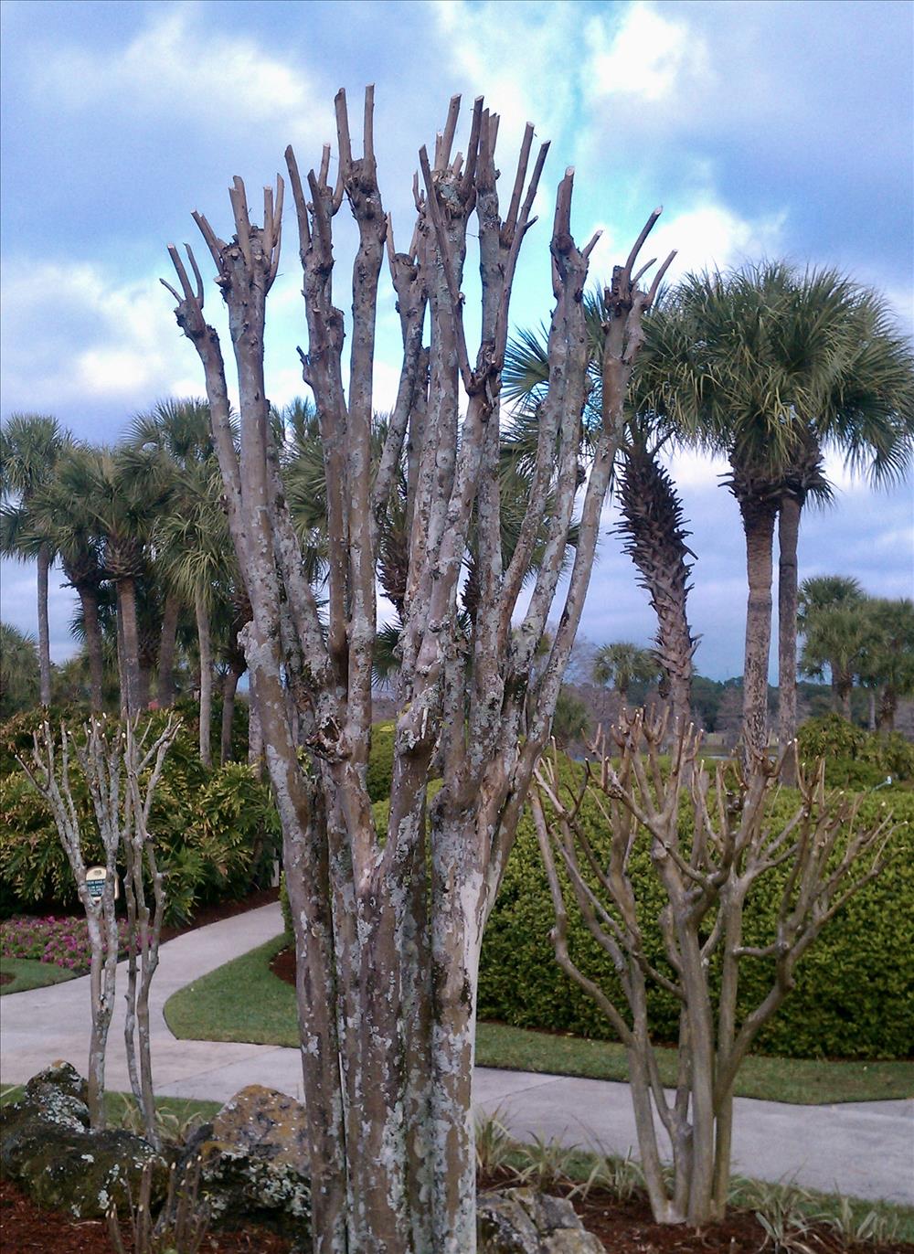 Poor Crapemyrtle