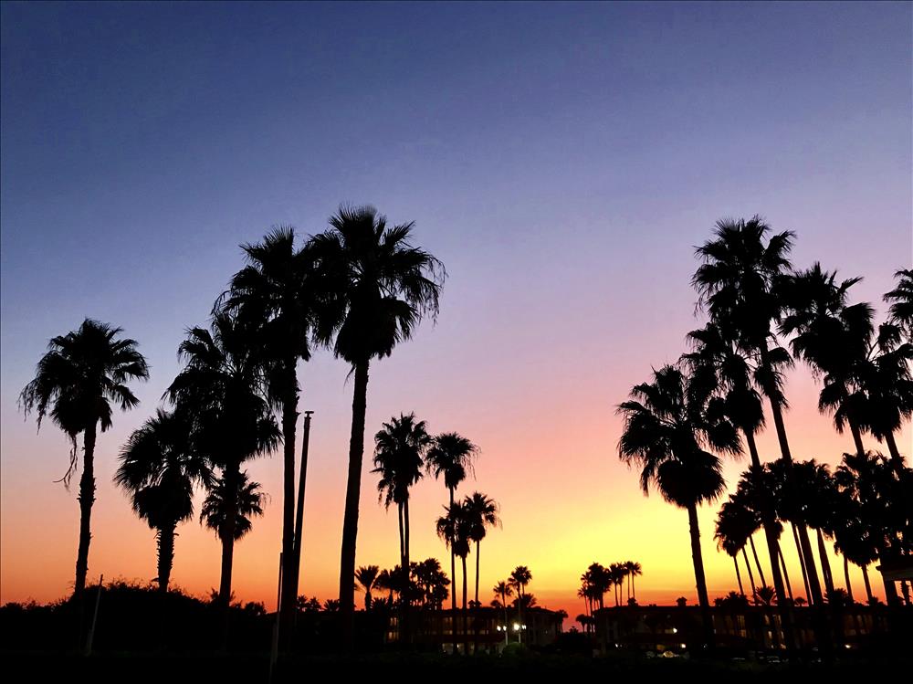 Sunset Palms