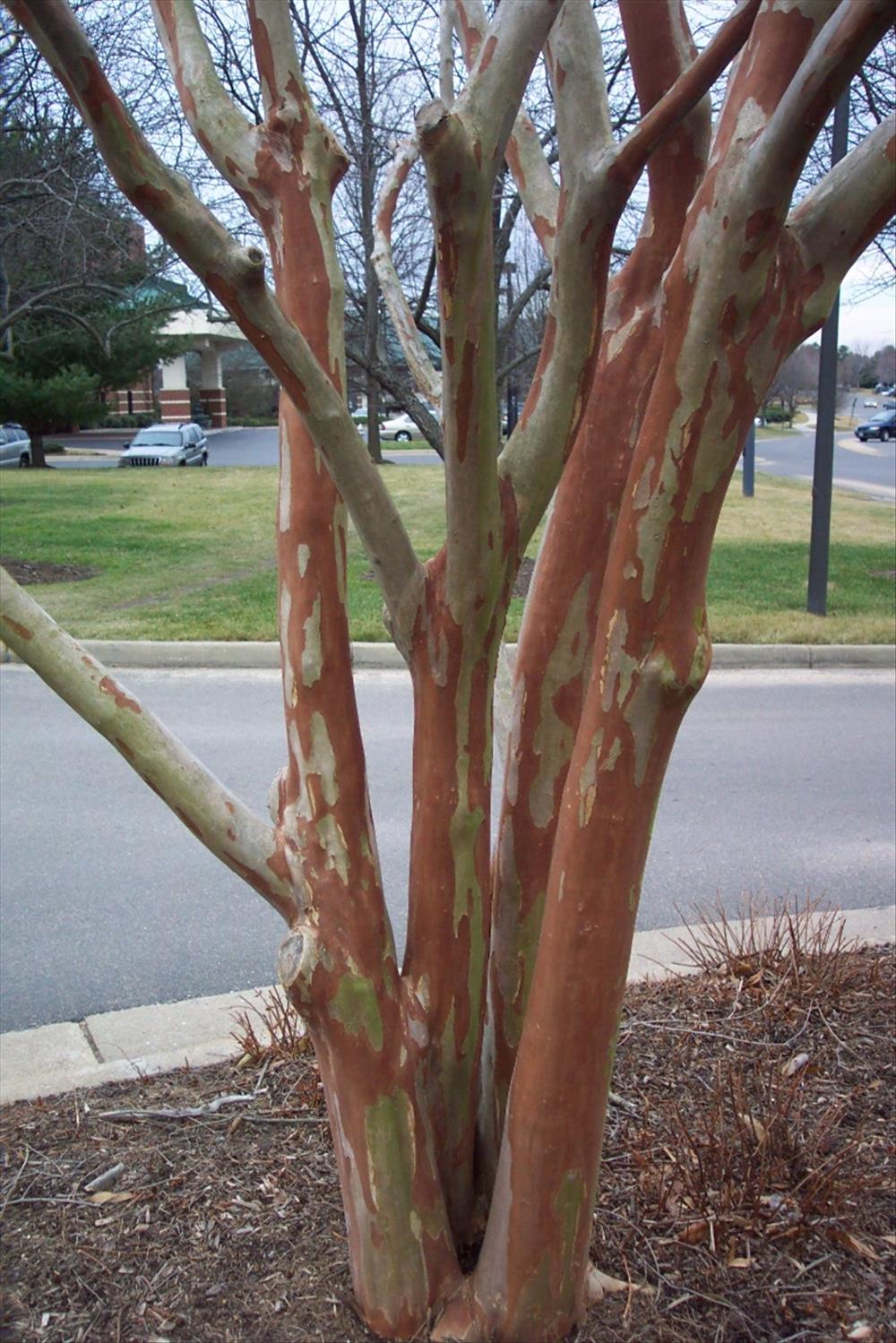 Beautiful Crapemyrtles