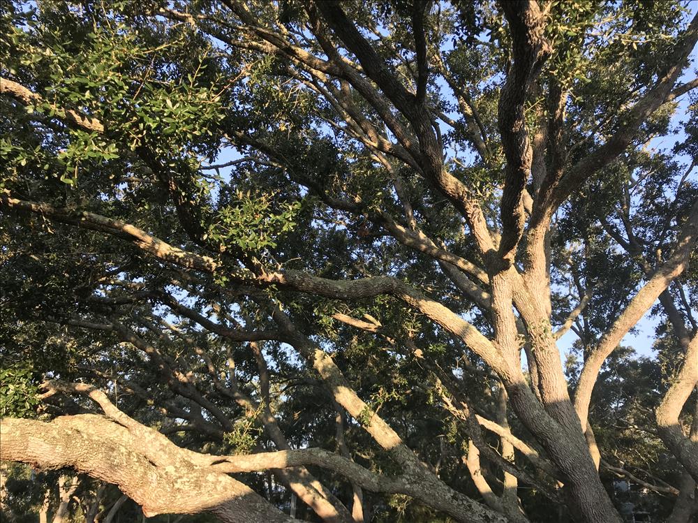 Live Oaks