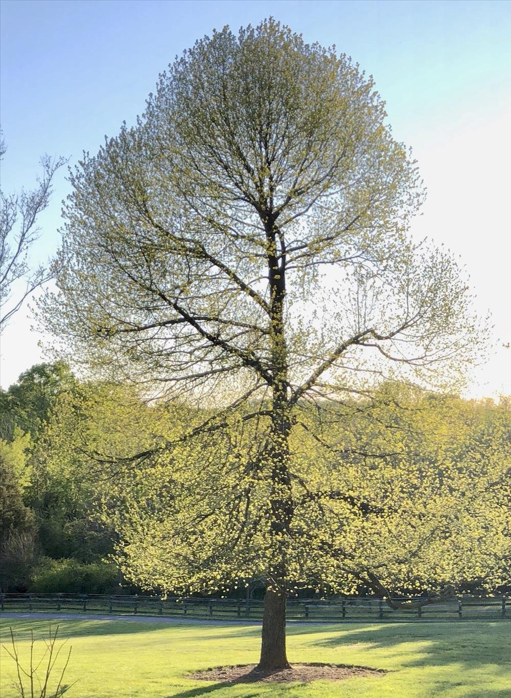 Spring Flush