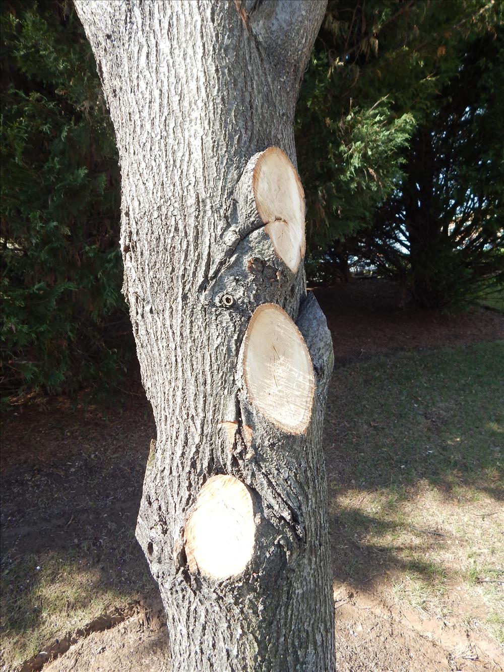 Too many cuts