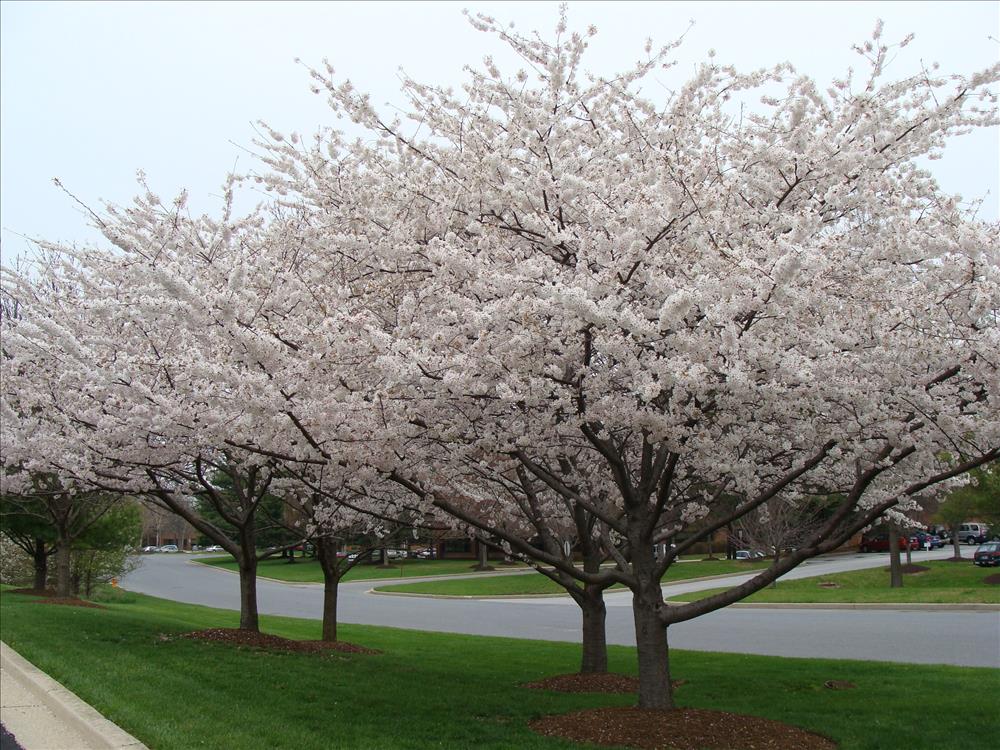 Full Bloom