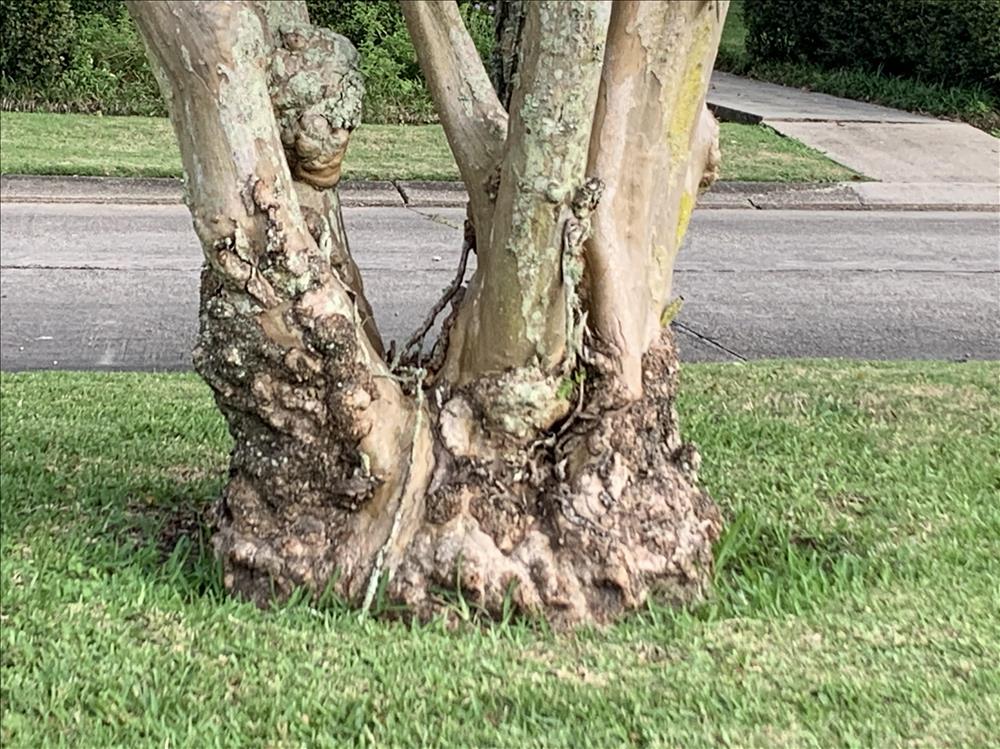 Crapemyrtle Mower Damage