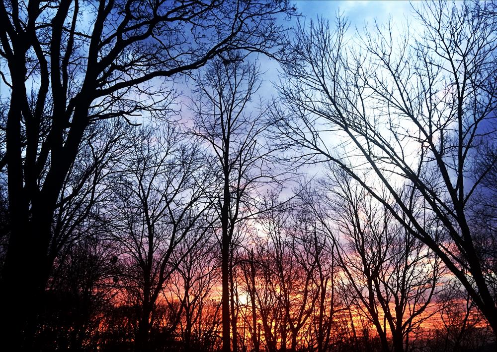 Proper Pruning & Great Trees